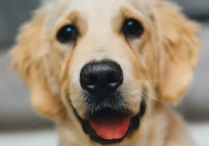 Pet-Tek saving UK Glaziers time and money with easy-to-fit high quality Pet Doors